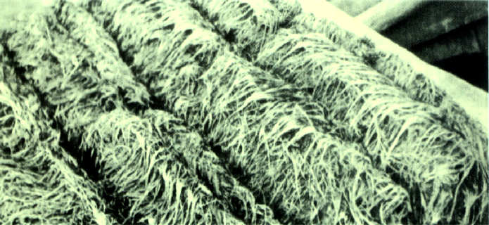 O moli�o. Fotografia de D. Jos� de Castro.  / p. 27 /