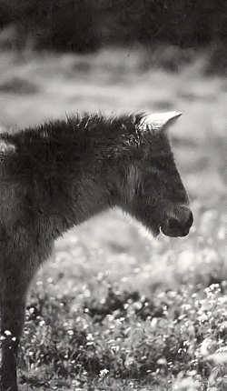 Cavalo de �Prezwalski�. - Clicar para ampliar.