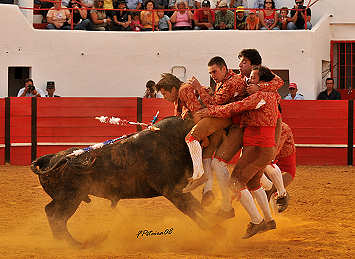 Pega de touro pelo grupo de forcados de S�o Man�os em 2008. Clicar para ampliar.