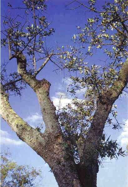 N� 01-Lisboa. Olivais. A Oliveira, s�mbolo do bairro - Edi��o Olivais Shoping Center e Junta de Freguesia de St� Maria dos Olivais, Pelouro da Cultura - Ano 2000 - Dim. 16x10,8 cm - Col. A. Monge da Silva