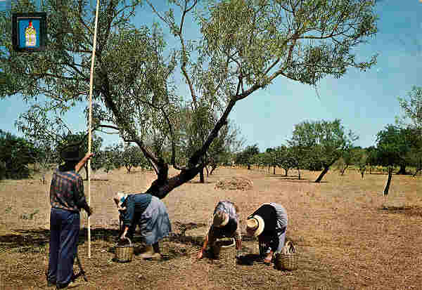 N� 618 - Portugal T�pico - Algarve Apanhando am�ndoas - Ed. LIFER, Porto - SD - Dim. 15x9 cm. - Col. Ilda Bastos (Circ.1969).