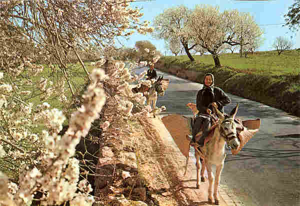 N� 642 - ALGARVE.portugal. Amendoeiras em flor - C�MER, Trav. do Alecrim, 1 - Tel. 328775 Lx - SD - Dim. 14,5x10 cm. - Col. Ilda Bastos.