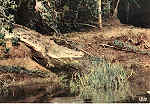 N.� 4065 - FAUNA AFRICANA Crocodilo - Ed.HOA-QUI - S/D - Dimens�es: 15x10,3 cm. - Col. Jos� Manuel C. Pereira (1971).
