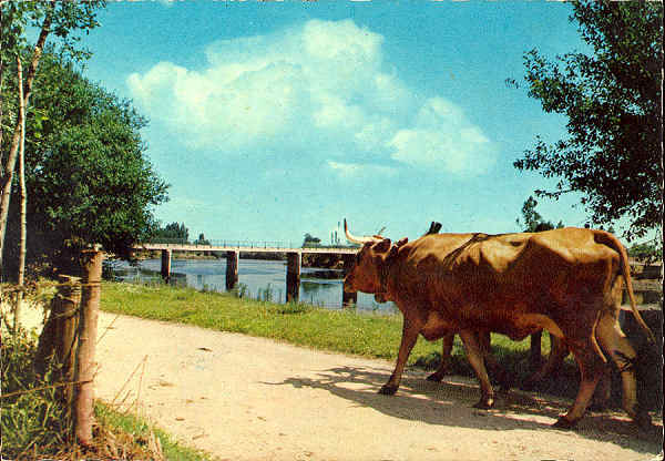 N.� 1311 - REGI�O DE AVEIRO Portugal Ponte sobre o rio Vouga - �ncora - DEistribu�do por RAN, R. da Quintinha 70 B, Lisboa - S/D - Dimens�es: 14,8x10,3 cm. - Col. �nio Semedo.