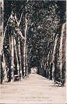 S/N - Portugal-Caldas da Rainha Rua Andrade no Parque Rainha D.Leonor - Editor Jos� da Silva Dias - Editado em 1926 - Dimens�es: 9x14cm. - Col. Miguel Chaby
