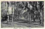 SN - Portugal. Curia. Avenida da Parque - Ed. Bazar Soares, Porto - (Foto Soares Leit�o, Curia) - Dim.13,8x9,0 cm - Col. A. Sim�es (289).