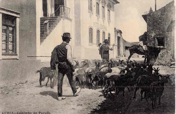 SN - CURIA - Caminho do Parque - Editor n�o indicado - Dim. 13.8x8,1cm - Col. A. Sim�es (006).