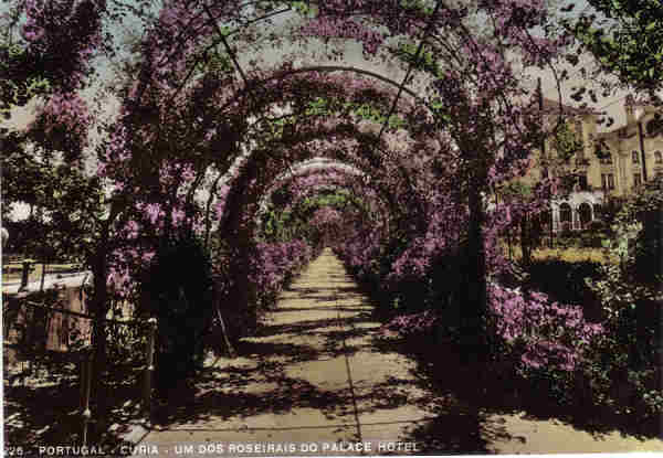 N.� 226 -Portugal - Curia um dos roseirais do Palace Hotel - Ed. Alexandre d'Almeida - Dim.13,6x9,5 cm - (5-1956) - Col. A. Sim�es (405).