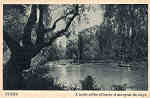 SN - CURIA - A mais velha oliveira a margem do Lago - Neogravura, Limitada, Lisboa - Dim. 14.x9,0 cm - Col. A. Sim�es (160 - 2).