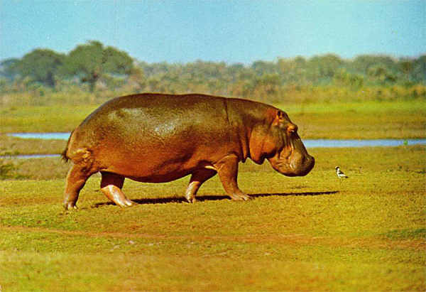 N.� H5/19 - HIPOP�TAMO (Hippopotamus amphibia capensis) - Publicado pela Sociedade de Safaris de Mo�ambique (SARL) com autorisa��o de Big Game Photography - S/D - Dimens�es: 15x10,2 cm. - Col. Manuel B�ia (1970)