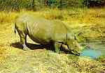 N.� R4/14 - RINOCERONTE (CERATOTHERIUM simum simum) - Publicado pela Sociedade de Safaris de Mo�ambique (SARL) com autorisa��o de Big Game Photography - S/D - Dimens�es: 15x10,2 cm. - Col. Manuel B�ia (1970)