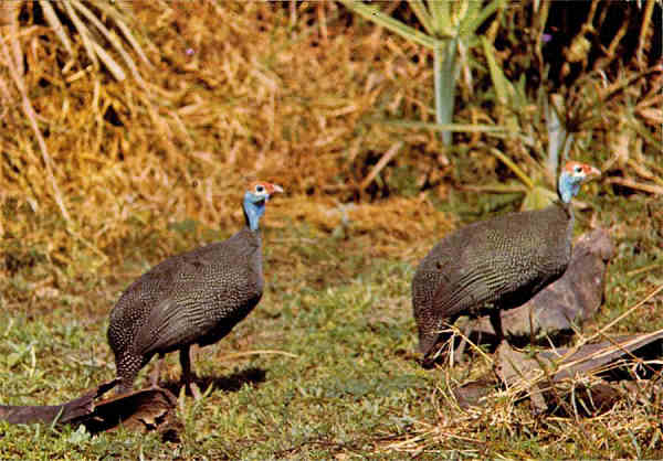 N.� 45 - GORONGOSA-Mo�ambique Galinha do mato - Edi��o de M. Salema & Carvalho, Ld� - BEIRA, Mo�ambiaque - S/D - Dimens�es: 15x10,4 cm. - Col. Manuel B�ia (1970)