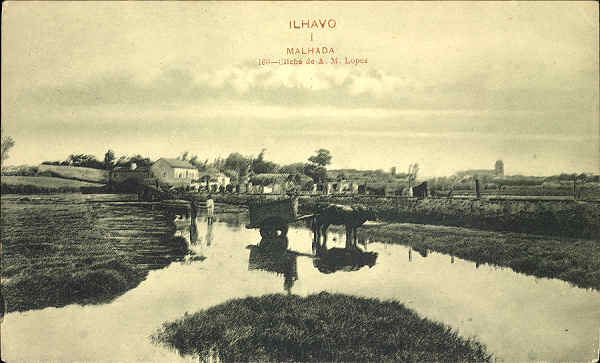 N� 01-ILHAVO-Malhada - 160-Clich�deA.M.Lopes-Edit-n indicado-SD-Dim.13,9x8,5 cm - Col. Paulo Neves.