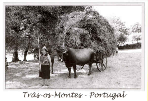 N.� 40529 - Tr�s-os-Montes - Portugal - Usos e Costumes Regionais - Nunes de Almeida.Editores, AP 83 2711- 999 Sintra postaisdeportugal@portugalmail.pt Arquivo: Foto Fernandes*Macedo de Cavaleiros Fotografia:Cortesia da Junta de Freguesia de Morais-Macedo de Cavaleiros - SD - Dim. 15x10,5 cm - Col. F�tima B�ia (2011)