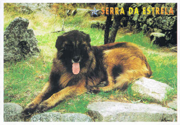 056- SEV-0021 - SERRA DA ESTRELA (PARQUE NATURAL) Beira Alta PORTUGAL C�o - SERRA DA ESTRELA - Ed. GRAFIPOST - Editores e Artes Gr�ficas,Lda - TEL. 214342080 FILIAL-LOUL� - 2006 - Dim. 15x10,5 cm - Col. F�tima B�ia (2010)