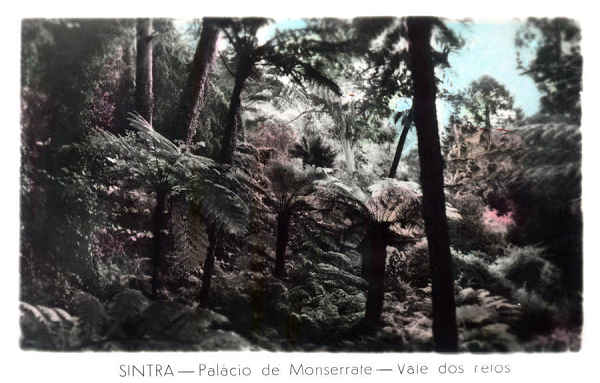 SN - SINTRA. Pal�cio de Monserrate. Vale dos fetos - Editor n�o indicado - SD - Dim. 9,2x6 cm - Col. A. Monge da Silva (cerca de 1960)