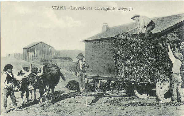 SN - Viana do Castelo. Lavradores carregando sarga�o - SD - Dim. 13,8x8,6 cm - Col. M. Soares Lopes