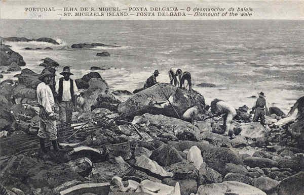 SN - S�O MIGUEL. Ponta Delgada. Desmanchar da baleia - Edi��o Novo Armaz�m dos Carreiros - SD - Dim. 13,8x8,9) cm - Col. A. Monge da Silva (cerca de 1909)