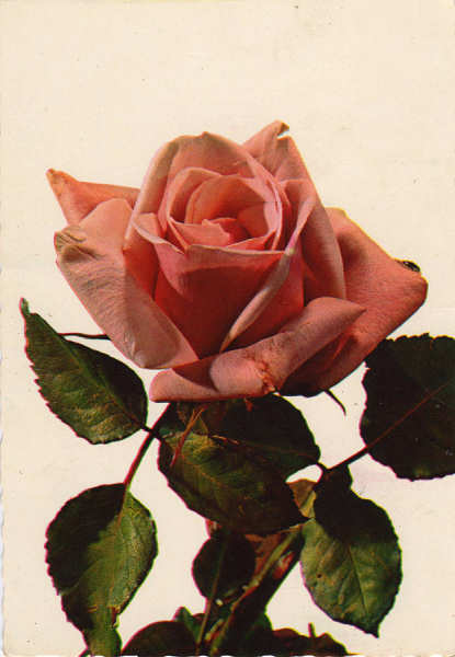 Ref.� Prod. Cecami 1976 - Dim.14,7x12 cm. - Colec��o M.F.Silva.