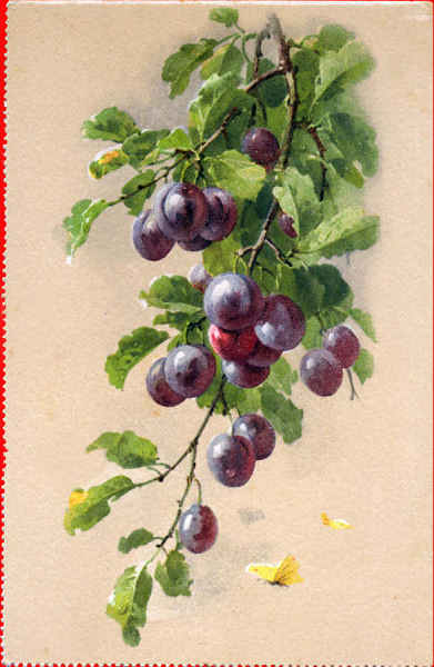 N� 1026 - Uvas - Edi��o St F Z, Suissa - Dim. 14x9 cm - Col. Am�lcar Monge da Silva (cerca de 1930)