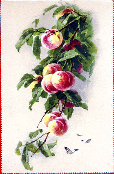 N� 1024 - P�ssegos - Edi��o St F Z, Suissa - Dim. 14x9 cm - Col. Am�lcar Monge da Silva (cerca de 1930)