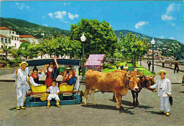 MD 53 - MADEIRA, Funchal - Carro de bois - Distribuidor no FUNCHAL: F. Ribeiro, Rua Nova de S. Pedro 27. Telef. 23930 - SD - Dim. 14,6x10,2 cm. - Col. F�tima e Manuel B�ia (1975).