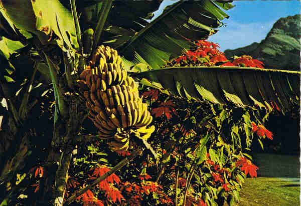 MD 103 - MADEIRA  Bananeira - Ed. Hans Huber KG Agente no Funchal: F. Ribeiro, Rua Nova de S. Pedro, 27, telef. 23930 - SD - Dim. 14,8x10,3 cm. - Col. F�tima e Manuel B�ia (1975).