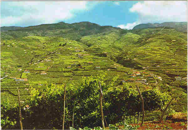 N.� 83 MADEIRA Estreito de C�mara de Lobos  Regi�o Vin�cola - Ed. PERESTRELLOS-PHOTOGRAPHOS Impresso da Noruega - SD - Dim. 14,8x10,4 cm - Col. Manuel e F�tima B�ia (1975).