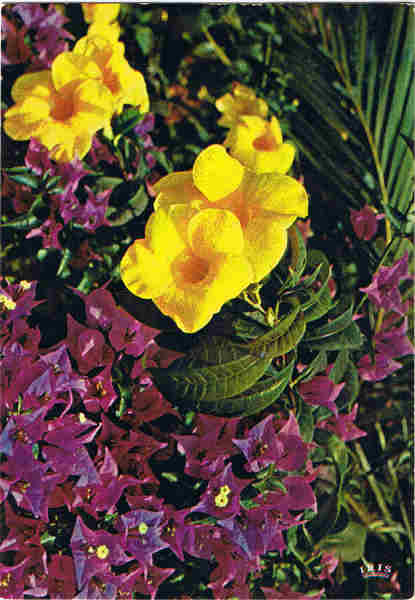 MD 356 - MADEIRA Alamanda e Buganv�lea - Ed. Francisco Ribeiro - Rua Nova de S. Pedro, 27 telef. 23930 FUNCHAL - MADEIRA - SD - Dim. 10,4x14,9 cm - Col. Manuel e F�tima B�ia (1975).