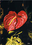 MD 357 - MADEIRA Anthurium - Ant�rio - Ed. Francisco Ribeiro - Rua Nova de S. Pedro, 27 telef. 23930 FUNCHAL - MADEIRA - SD - Dim. 10,4x14,8 cm - Col. Manuel e F�tima B�ia (1975).
