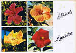 MD 360 - MADEIRA Hibiscus - Cardeal - Ed. Francisco Ribeiro - Rua Nova de S. Pedro, 27 telef.23930 FUNCHAL - MADEIRA - SD - Dim. 14,8x10,4 cm - Col. Manuel e F�tima B�ia (1975).