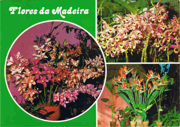 N.� 373 - Ed. CARV�O, MARTINS & SILVA, LDA - RUA DIREITA,21 - FUNCHAL  FABRICADO EM IT�LIA - SD - Dim. 14,7x10,3 cm - Col. Manuel e F�tima B�ia (1975).