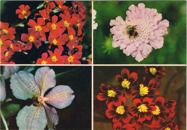  N.� 793 - MADEIRA  Flores da Madeira - Ed. BERNARDINO V.G. CARV�O - APARTAMENTOS PIORNAIS - BLOCO 9-3.�A - FUNCHAL - SD - Dim. 14,9x10,4 cm - Col. Manuel e F�tima B�ia (1975).