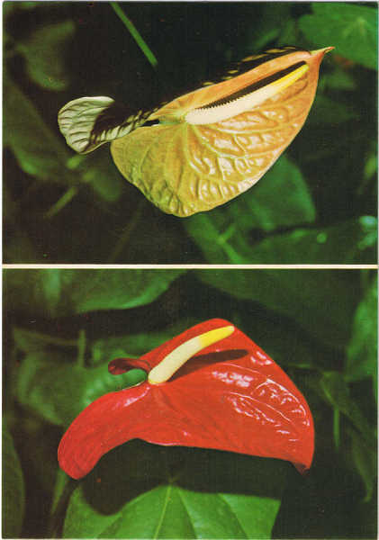 N.� 794 - MADEIRA Flores da Madeira - "Ant�rios" - Ed. BERNARDINO V.G. CARV�O - APARTAMENTOS PIORNAIS - BLOCO 9-3.�A - FUNCHAL - SD - Dim. 10,4x14,9 cm - Col. Manuel e F�tima B�ia (1975).