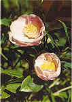 N.� 72 - CAMELIA HANAFUKI Quinta do Palheiro-Madeira - Ed. PERESTRELLOS-PHOTOGRAPHOS Impresso da Noruega - SD - Dim. 10,4x14,8 cm - Col. Manuel e F�tima B�ia (1975).