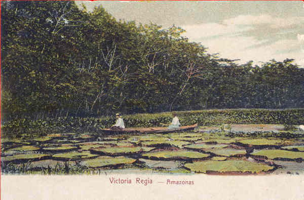 N� 4638 - Victoria Regia - Dim. 14x8,9 cm - Edi��o Photographia Allem�, Man�os - Col. Am�lcar Monge da Silva (cerca de 1900)