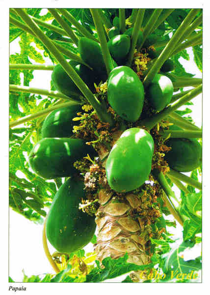 SN - Papaia - 01p  Papaia ( carica papaya) - Ed. Informa��o Tur�stica - Lucete Fortes - Mindelo - Cabo Verde - tel.+2382324267 www.bela-vista.net Foto: Dr. Pitt Reitmaier - SD - Dim. 10,5x14,8 cm - Col. Manuel B�ia (2011)
