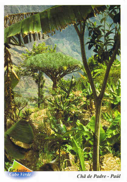 N.� 232 - 516p Cabo Verde St� Ant�o  Drogoeiro em Ch� de Padre / Pa�l - Ed. PiLu Bela Vista - tel +238 324267 - Fotografia: Dr. Pitt Reitmaier www.bela-vista.net - SD - Dim. 10,5x14,8 cm - Col. Manuel B�ia (2011)