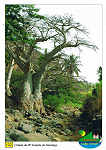 Cidade - Velha - 11p Santiago  �rvore kapok / ceiba pentandra - Ed. Informa��o Tur�stica - Lucete Fortes - Mindelo - Cabo Verde - tel +238 2324267 www.bela-vista.net Foto Dr. Reitmaier - SD - Dim. 10,5x14,8 cm - Col. Manuel B�ia (2011)