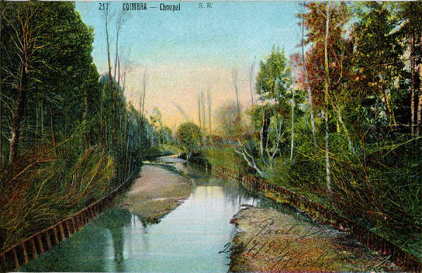 N� 217 - Choupal - Editor S.R. - Carimbo Postal 14/6/1907 - Dim. 137x89 mm - Col. A. Monge da Silva (cerca de 1905)