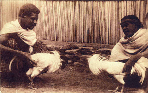 SN - Timor - Treinando os galos para a luta - Edi��o da Miss�o -  SD - Dim. ??x?? cm - Col. Monge da Silva (Cerca de 1927)