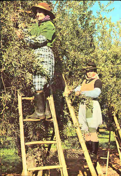 N.� 886 - ALTO ALENTEJO PORTUGAL. Apanha da azeitona - Edi��o Centro de Caridade "Nossa Senhora do Perp�tuo Socorro", Porto - S/D - Dimens�es: 14,9x10,4 cm. - Col. F�tima B�ia.