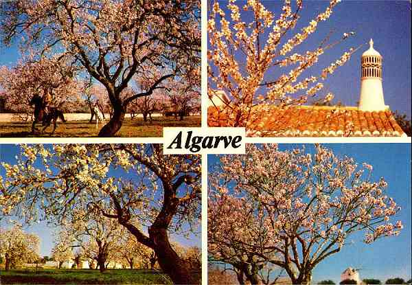 N.�1845 - Algarve - Edi��o Foto-Vista, Ld� Apartado 1, 8401 Lagoa Codex, Algarve, Telef.(082) 57385  - S/D - Dimens�es: 14,7x10,2 cm. - Col. HJCO (Circulado em 1983).