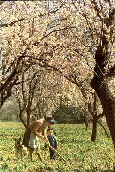 N.� 175 - PORTUGAL-ALGARVE Amendoeiras em flor - Edi��o C�sar de S�,Av. �lvares Cabral,40-5.� Dt�, T. 683172, Lisboa - Fotografia de C�sar de S� - S/D - Dimens�es: 9,9x14,6 cm. - Col. HJCO.