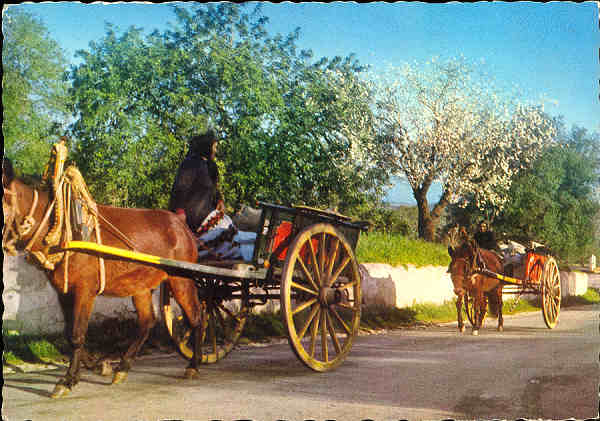 N� 858 - PORTUGAL. Amendoeiras em Flor - Ed. Supercor, Portugal Tur�stico - SD - Dim. 104x148 mm - Col. Gra�a Maia