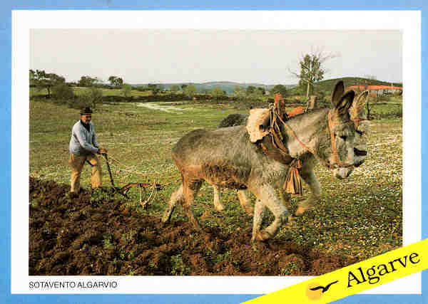 Ref� J1 - SOTAVENTO ALGARVIO - Ed. David Alves - Dim. 14,8x10,5 cm. - Col. Mario Silva.