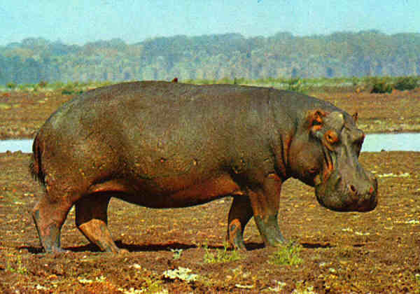 N.� 396 - HIPOP�TAMO �frica - Ed. Cecami - S/D - Dimens�es: 14,8x10,3 cm. - Col. Jos� Manuel C. Pereira (1971).