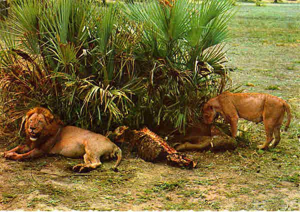 N.� 396A - LE�O E LEOA - �FRICA - Ed. Cecami - S/D - Dimens�es: 14,8x10,3 cm. - Col. Jos� Manuel C. Pereira (1971).