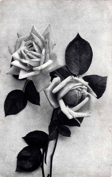 SN - Flores da Curia - Ed. Palace Hotel da Curia - Dim. 13,4x8,5 cm - col. A. Sim�es (380).