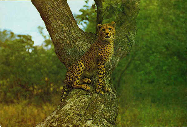 N.� C4/2 - CHITA (Acinonyx jubatus) - Publicado pela Sociedade de Safaris de Mo�ambique (SARL) com autorisa��o de Big Game Photography - S/D - Dimens�es: 15x10,2 cm. - Col. Manuel B�ia (1970)